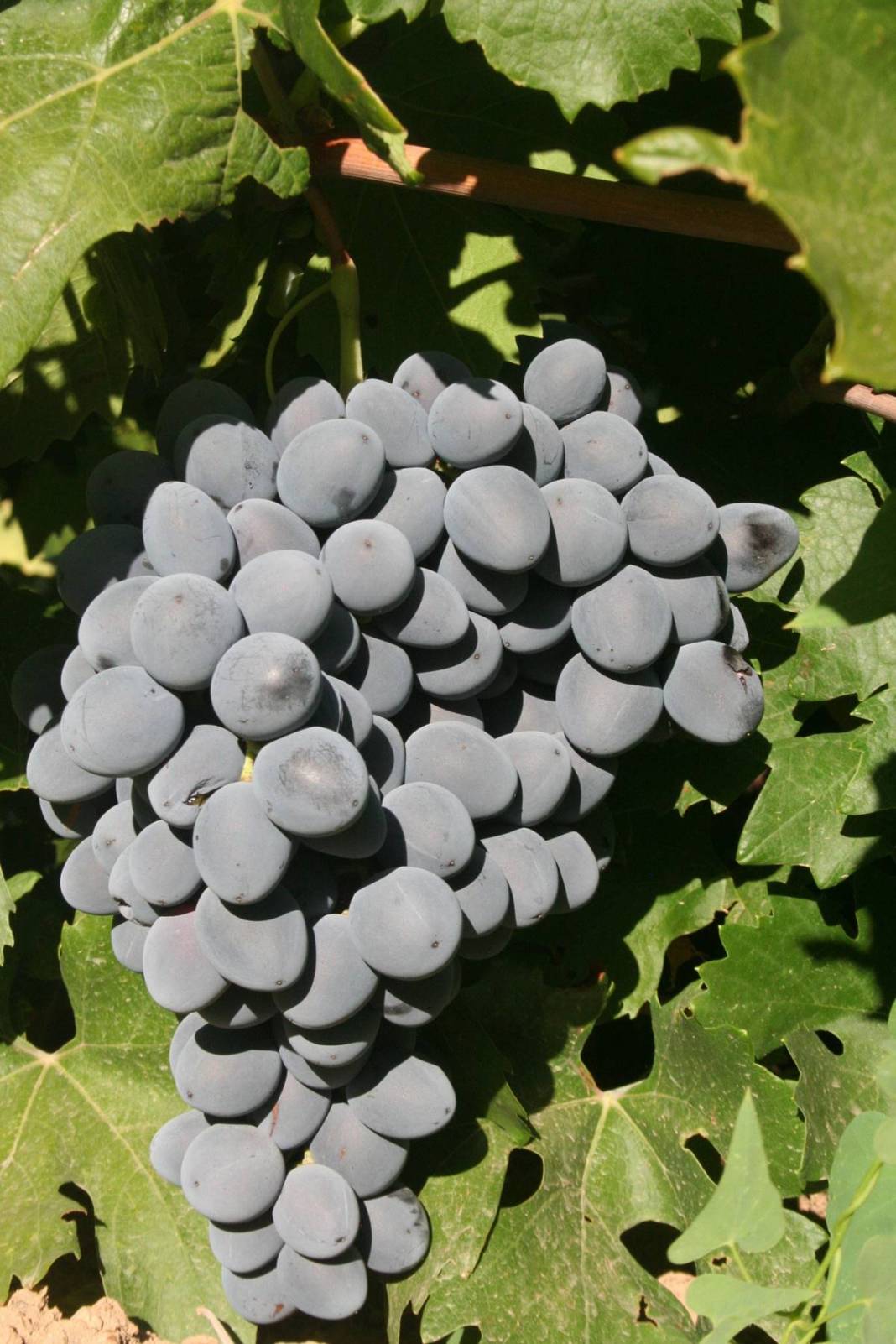 Saç ve cilt sağlığını koruyor, gözlere iyi geliyor! Türkiye'nin tescilli meyvesi kapış kapış satılıyor, kilosu 55 TL 16